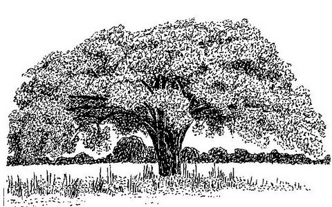 Schinziophyton rautanenii