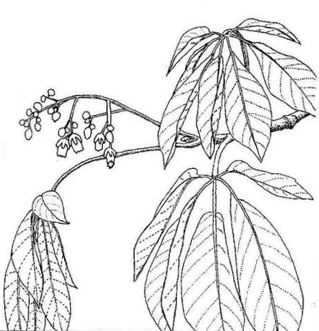 Schinziophyton rautanenii