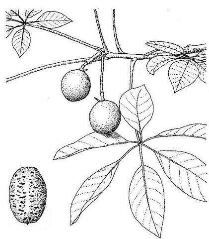 Schinziophyton rautanenii