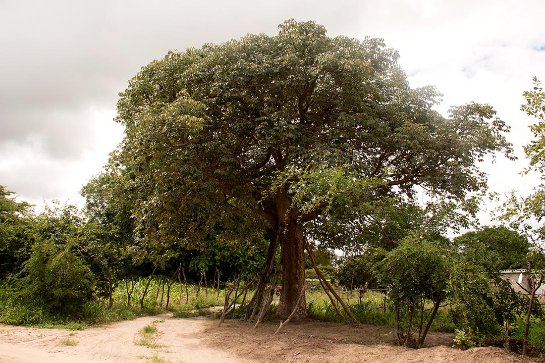 Schinziophyton rautanenii
