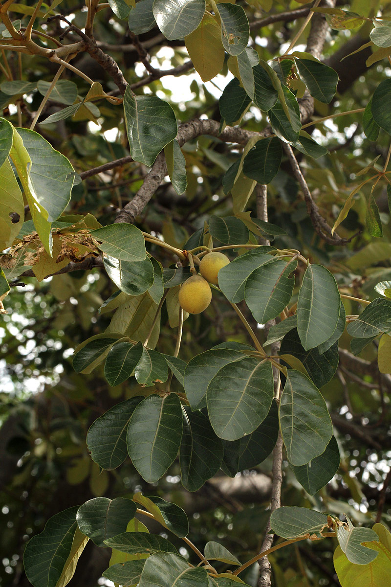 Schinziophyton rautanenii