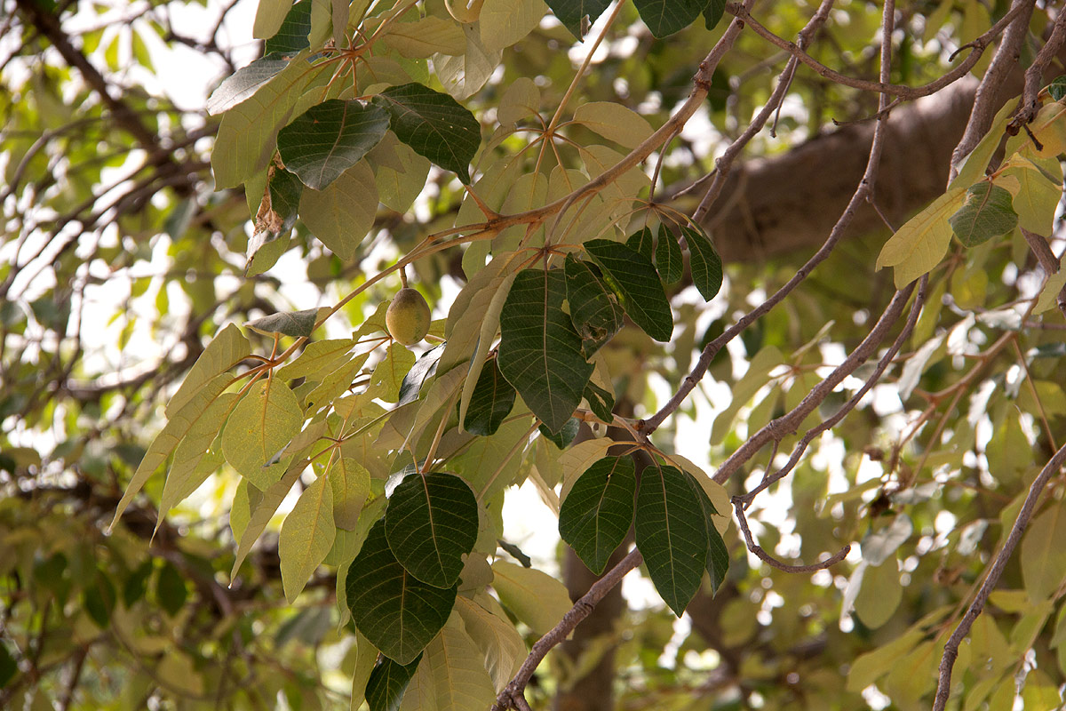 Schinziophyton rautanenii