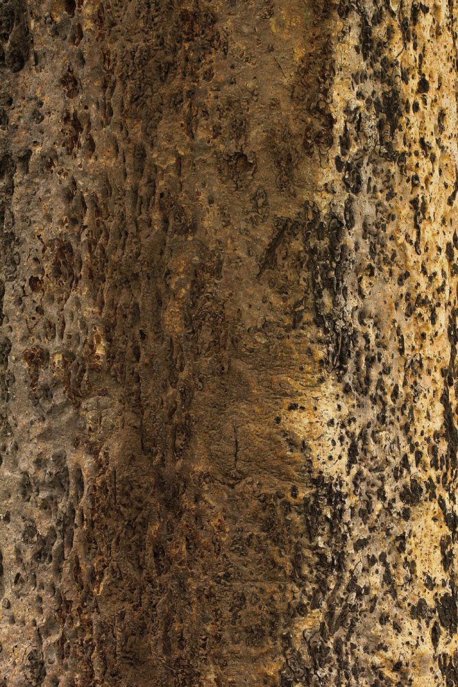 Schinziophyton rautanenii