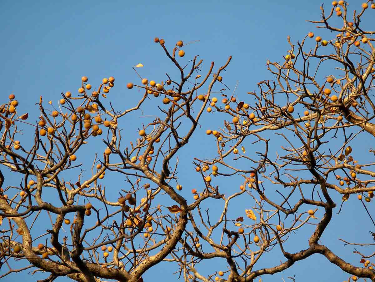 Schinziophyton rautanenii