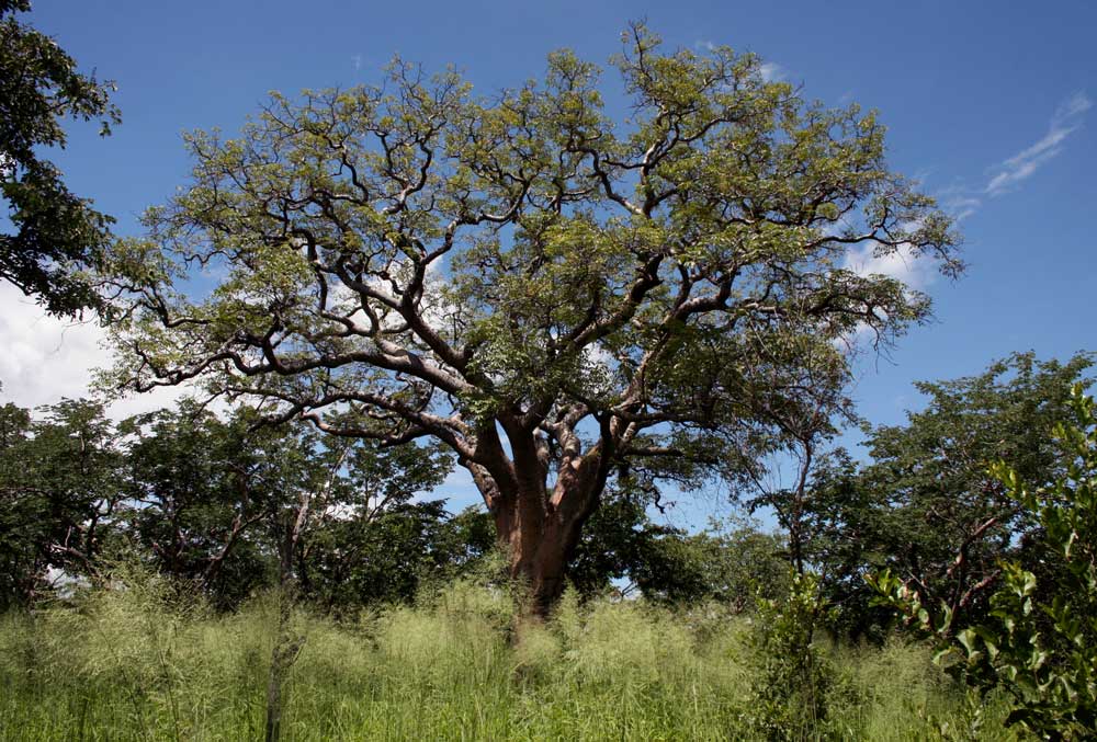 Schinziophyton rautanenii