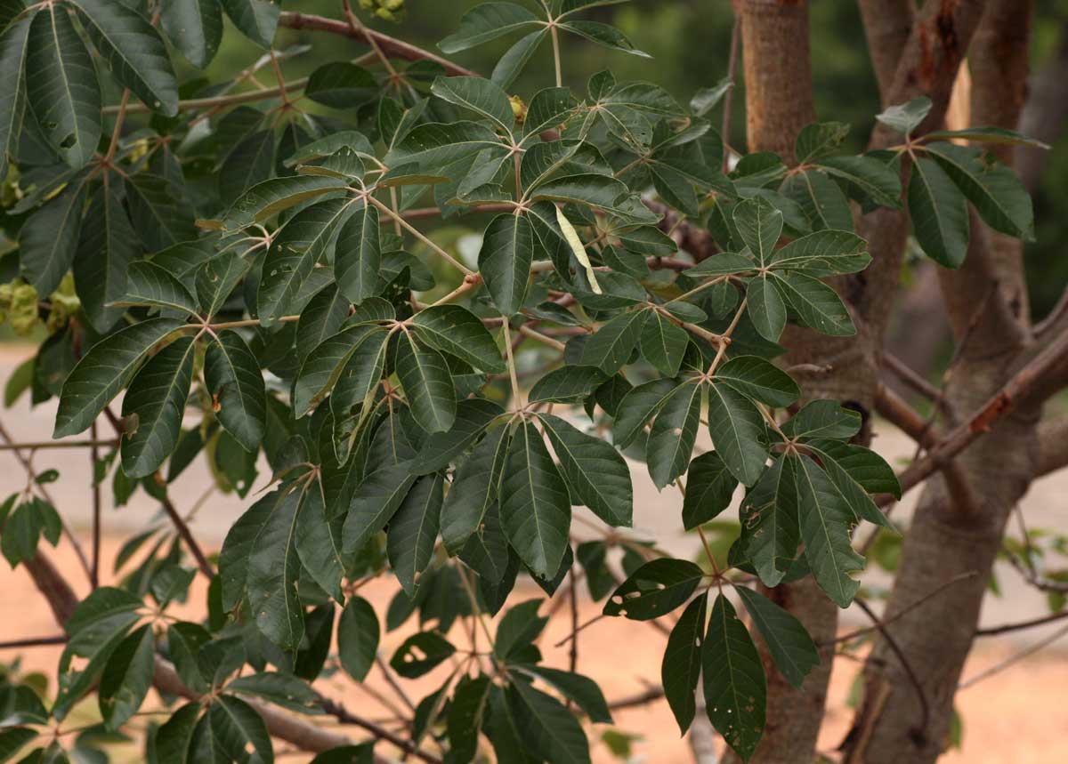 Schinziophyton rautanenii