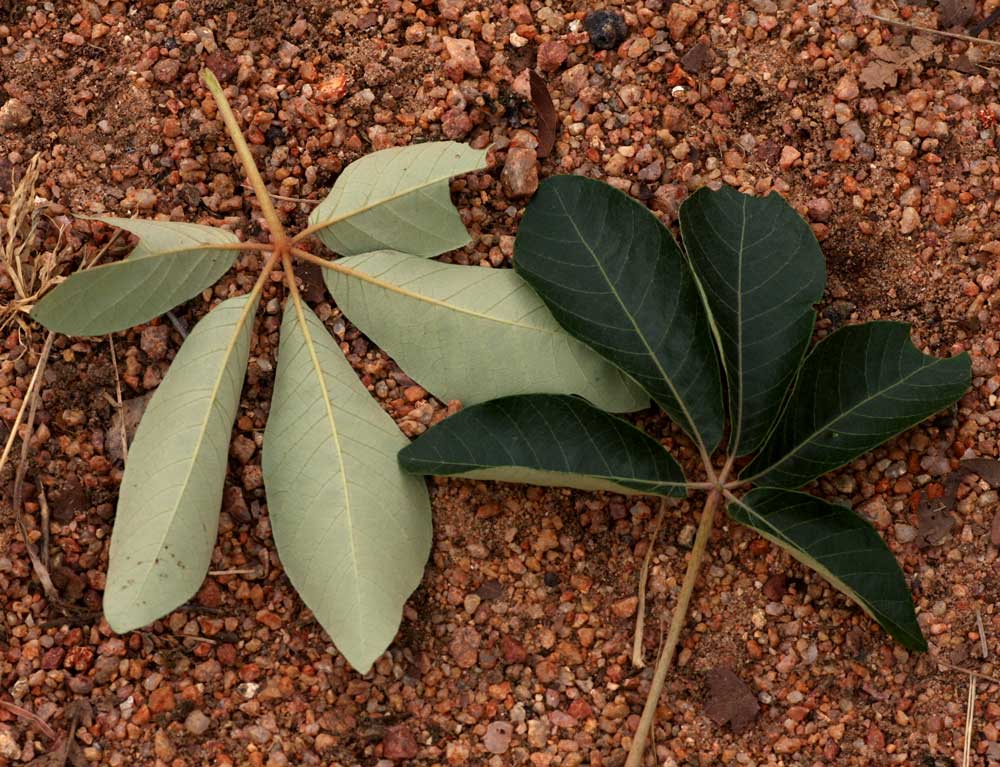 Schinziophyton rautanenii