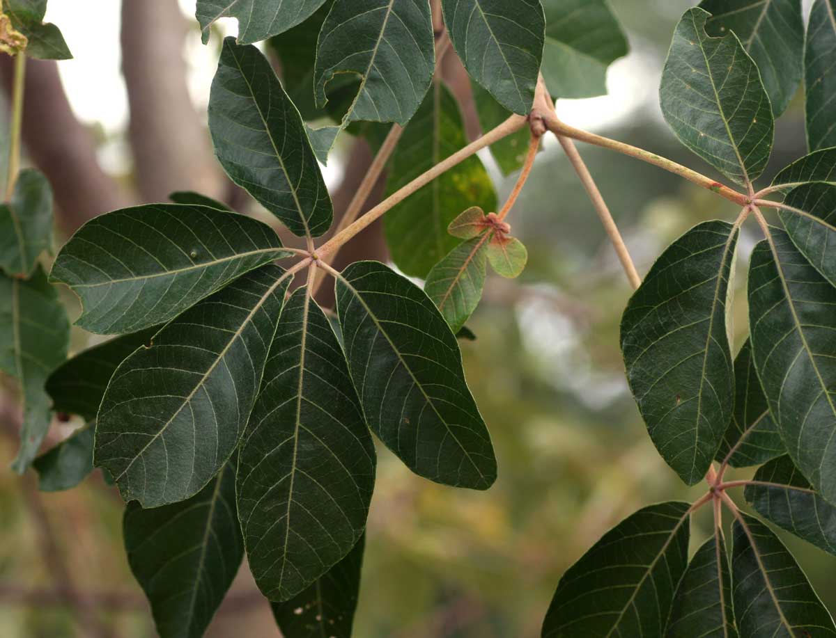 Schinziophyton rautanenii