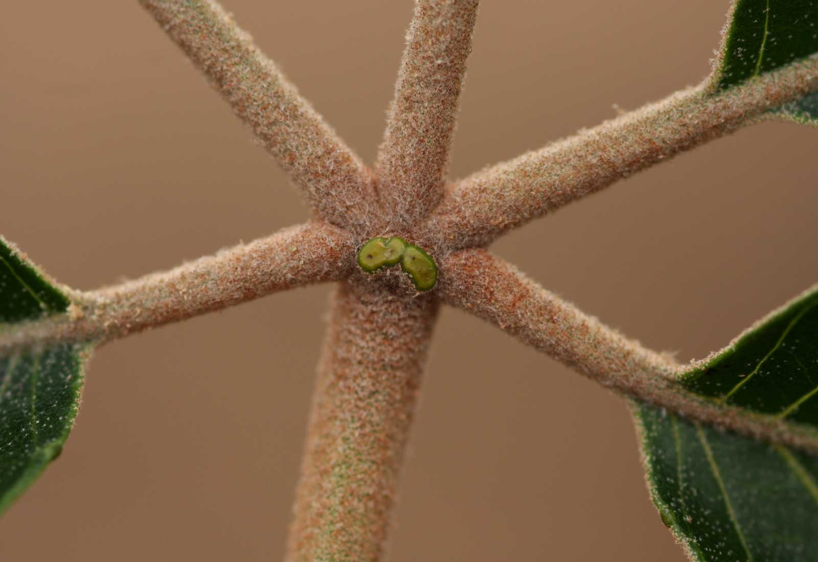 Schinziophyton rautanenii