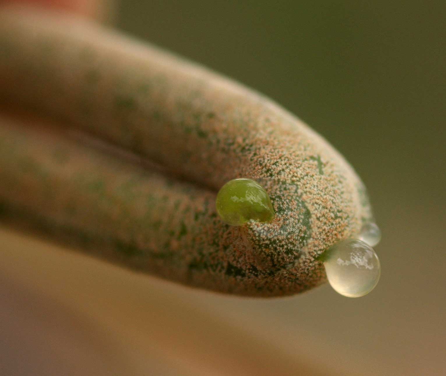 Schinziophyton rautanenii