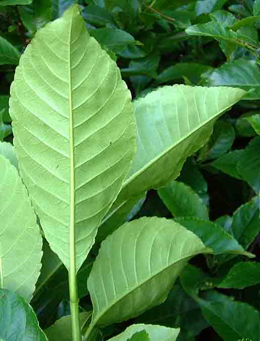 Excoecaria bussei Excoecaria bussei