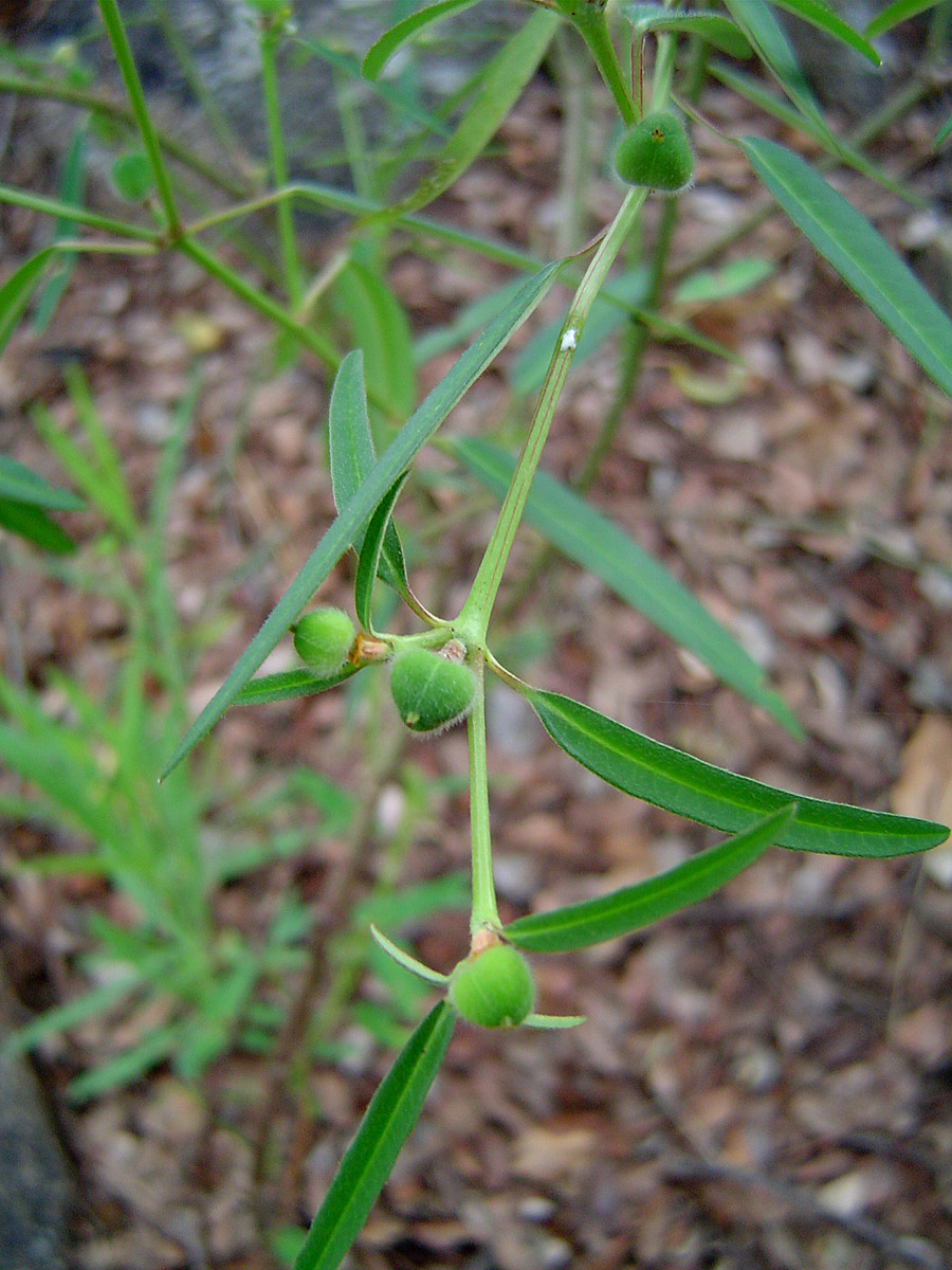 Euphorbia benthamii