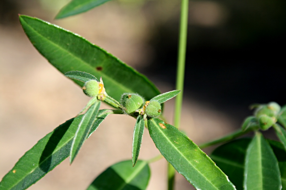 Euphorbia benthamii