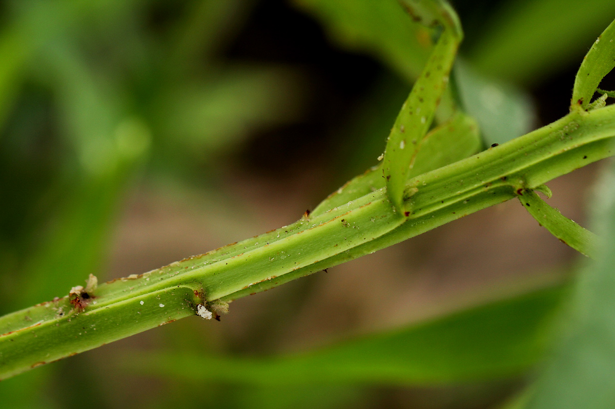 Euphorbia crotonoides subsp. crotonoides Euphorbia crotonoides subsp. crotonoides