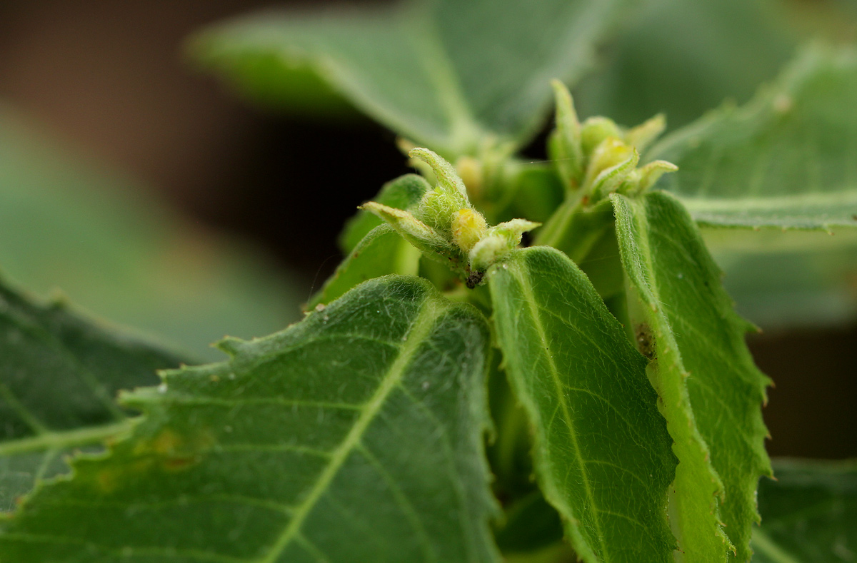 Euphorbia crotonoides subsp. crotonoides