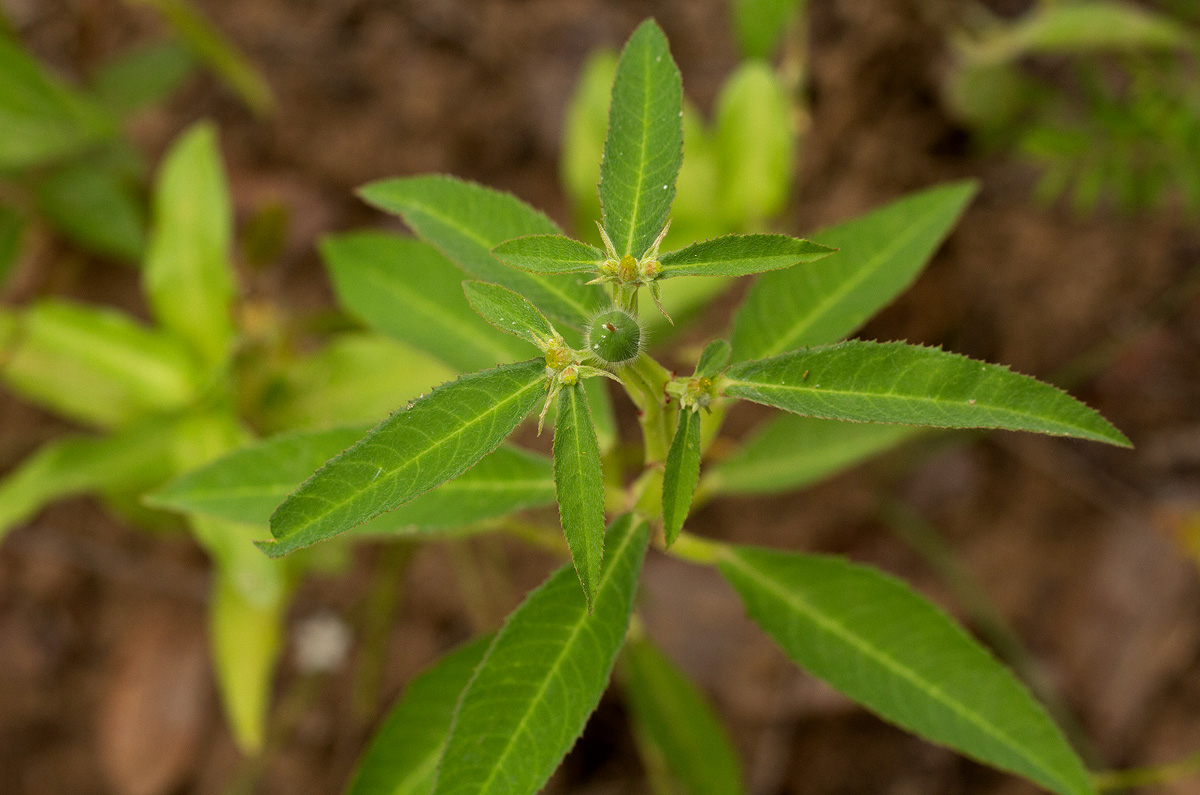 Euphorbia crotonoides subsp. crotonoides
