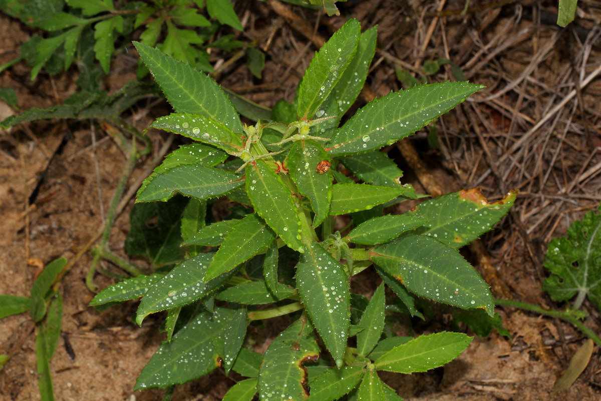 Euphorbia crotonoides subsp. crotonoides Euphorbia crotonoides subsp. crotonoides