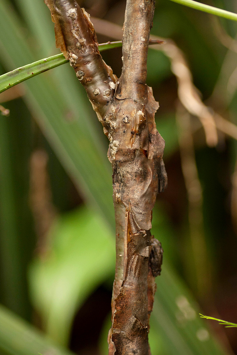 Euphorbia espinosa Euphorbia espinosa
