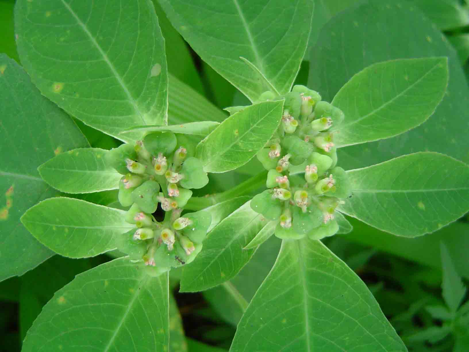 Euphorbia heterophylla