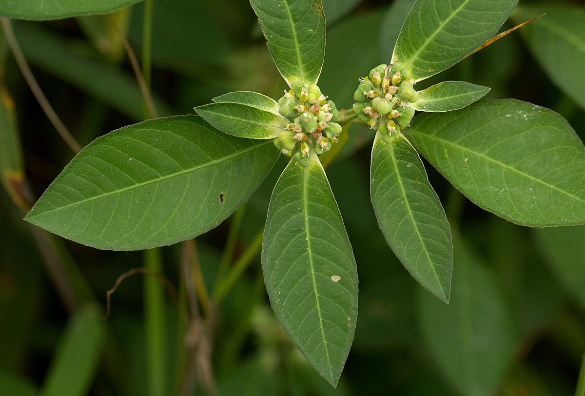 Euphorbia heterophylla
