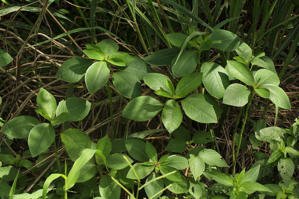 Euphorbia heterophylla