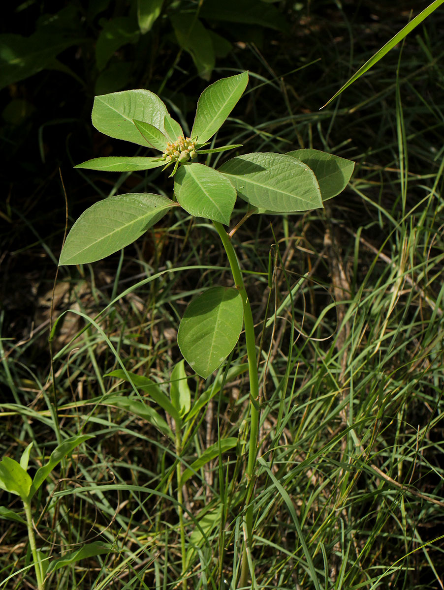 Euphorbia heterophylla
