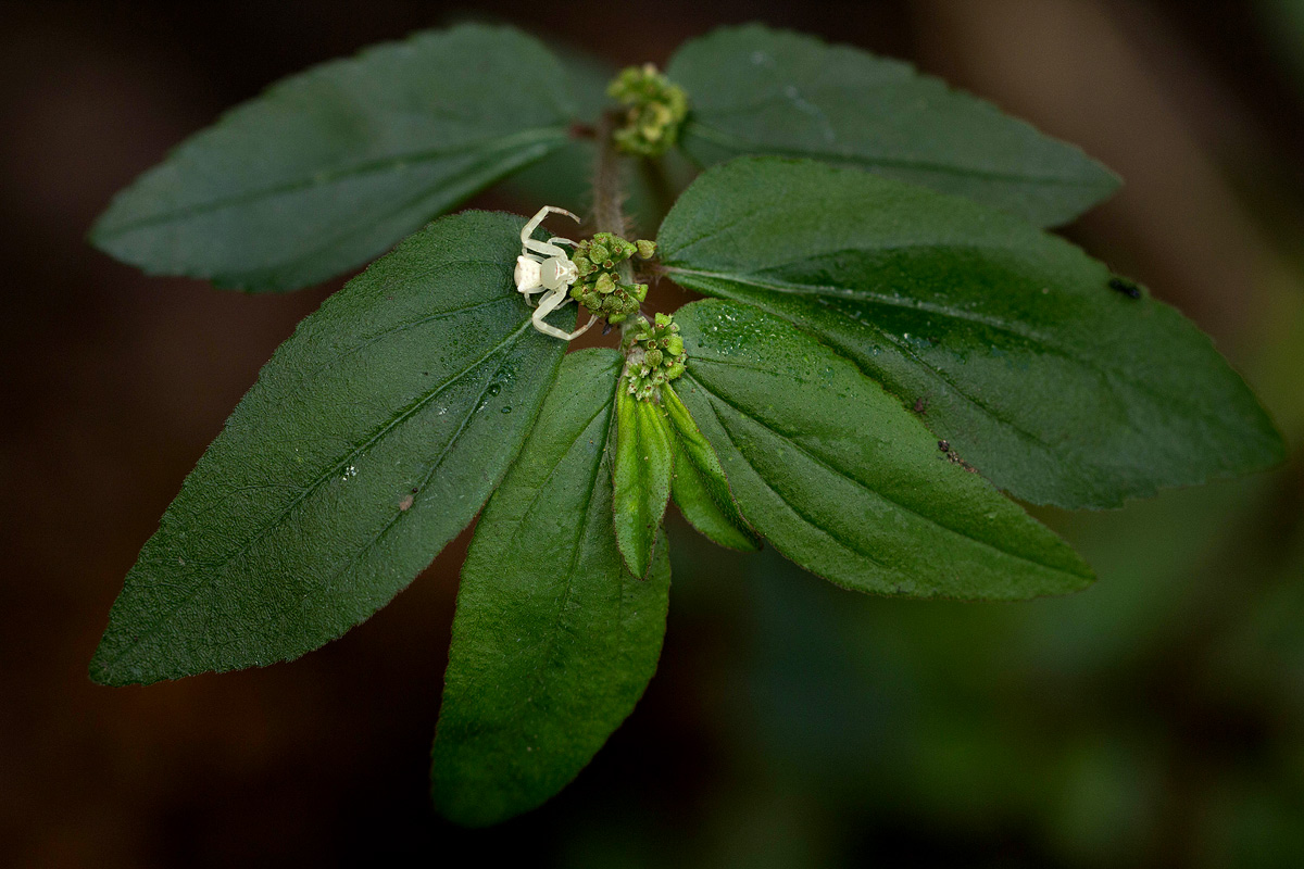 Euphorbia hirta Euphorbia hirta