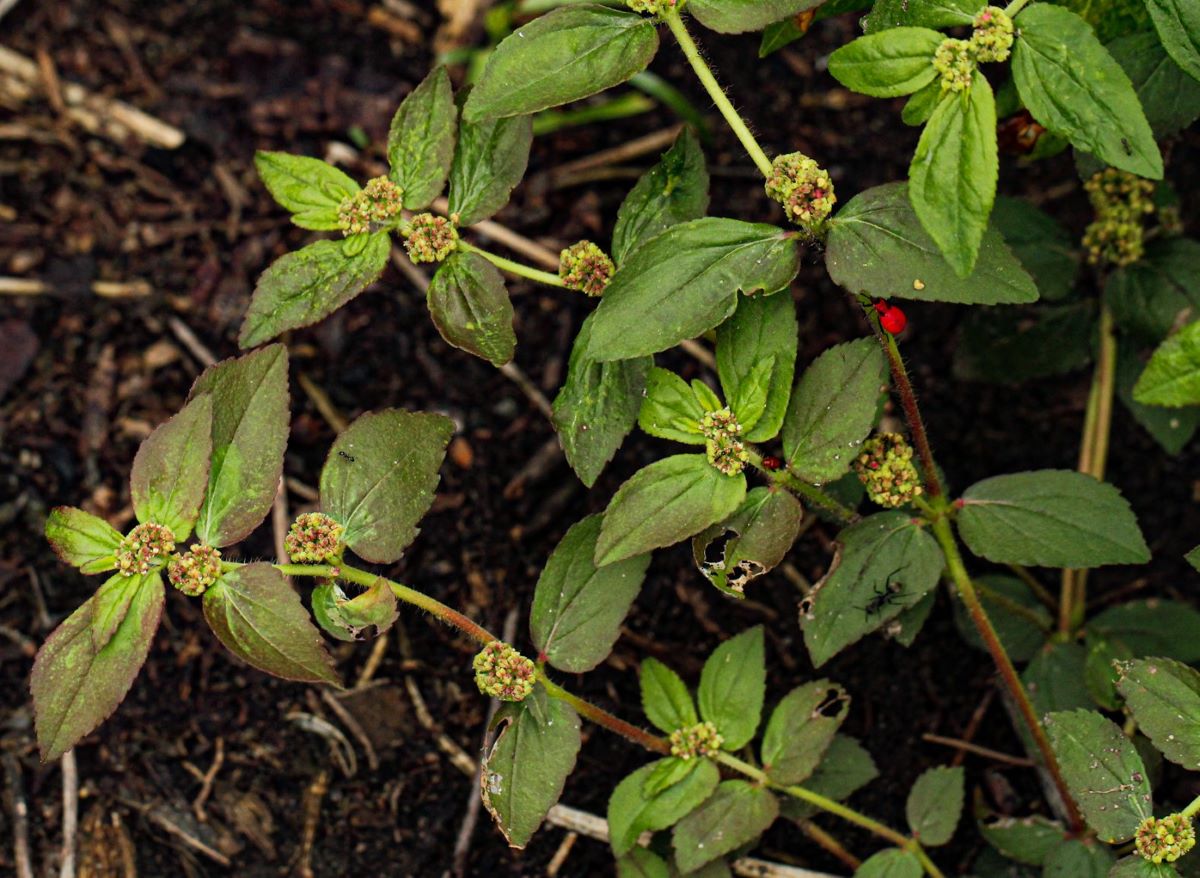Euphorbia hirta