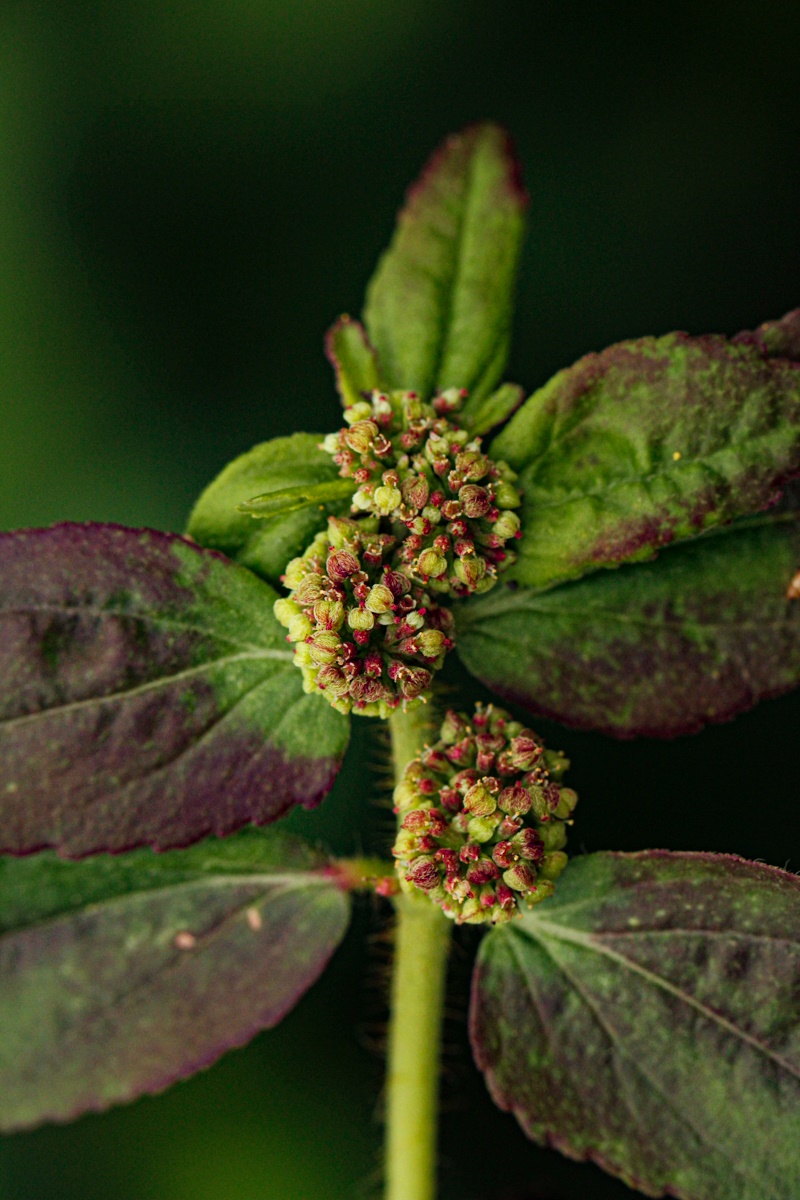 Euphorbia hirta