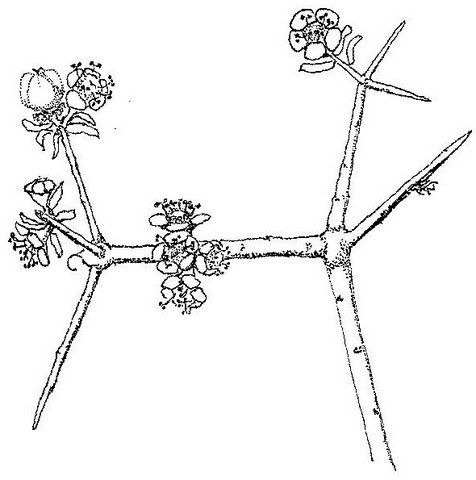 Euphorbia matabelensis