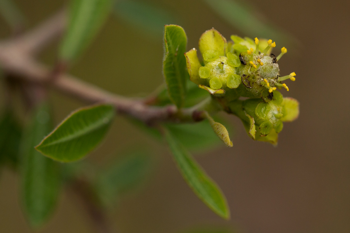 Euphorbia matabelensis