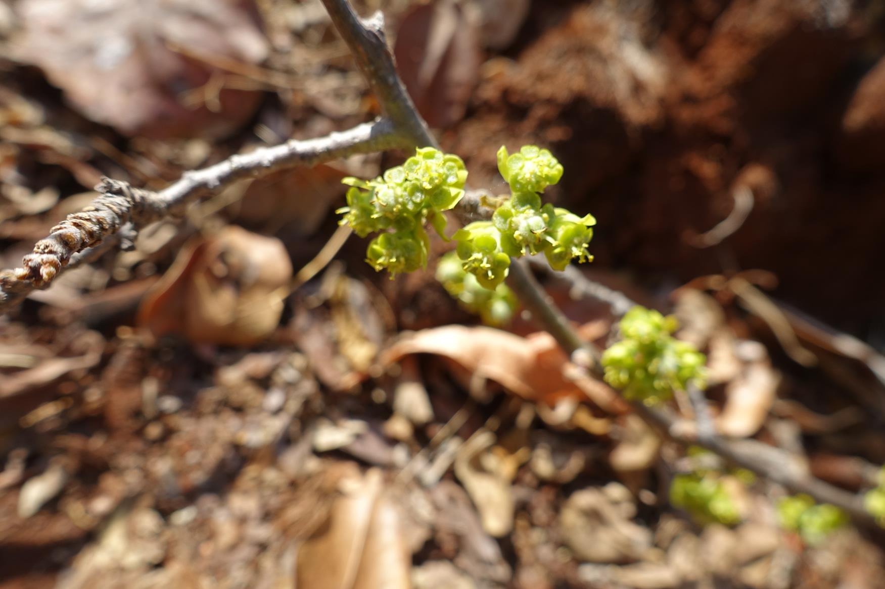 Euphorbia matabelensis