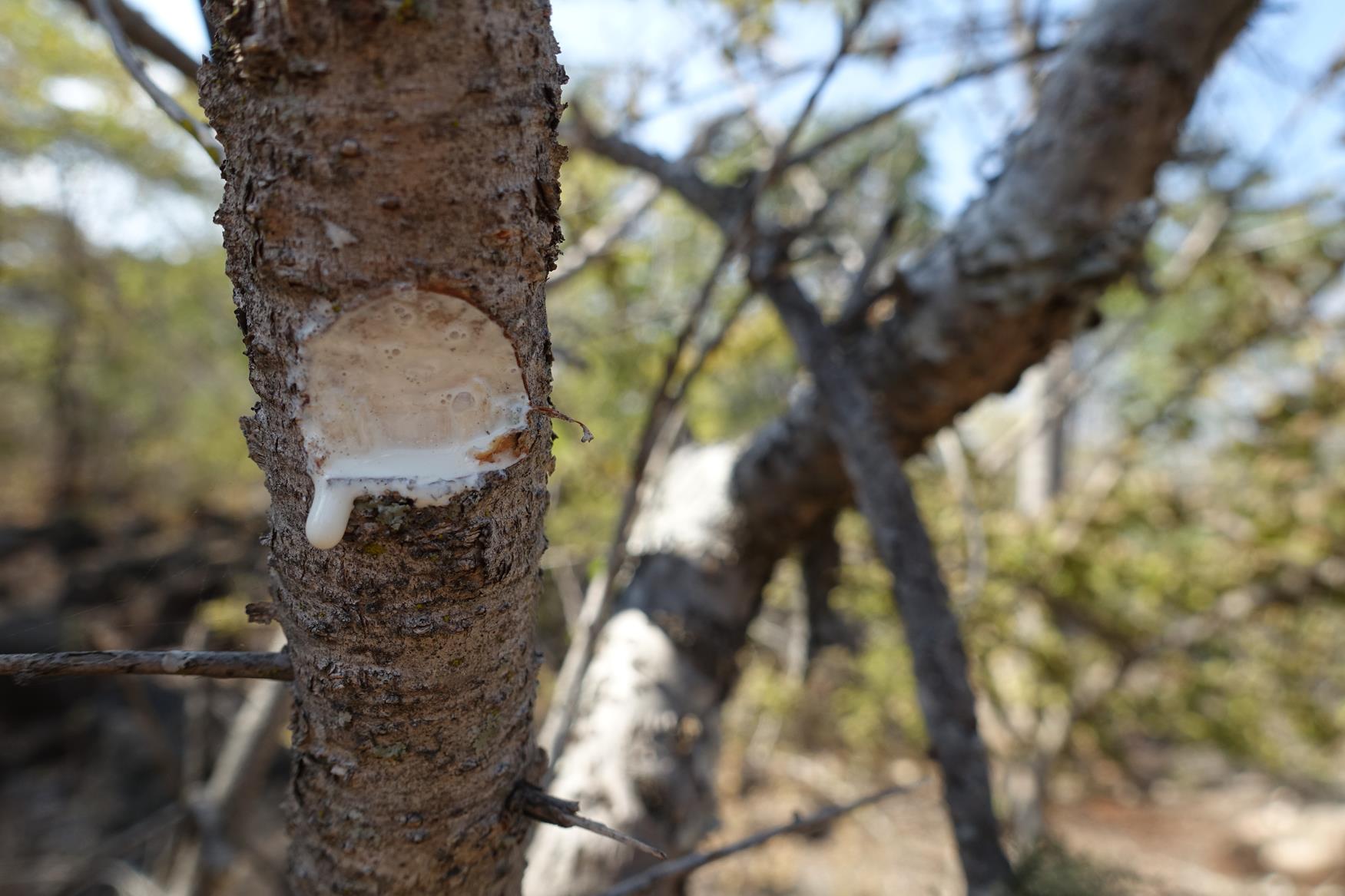 Euphorbia matabelensis