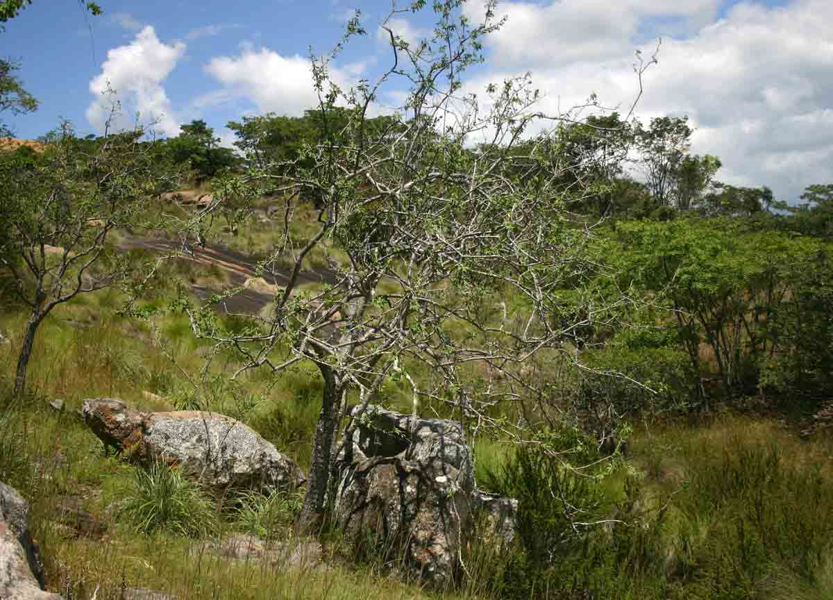 Euphorbia matabelensis Euphorbia matabelensis