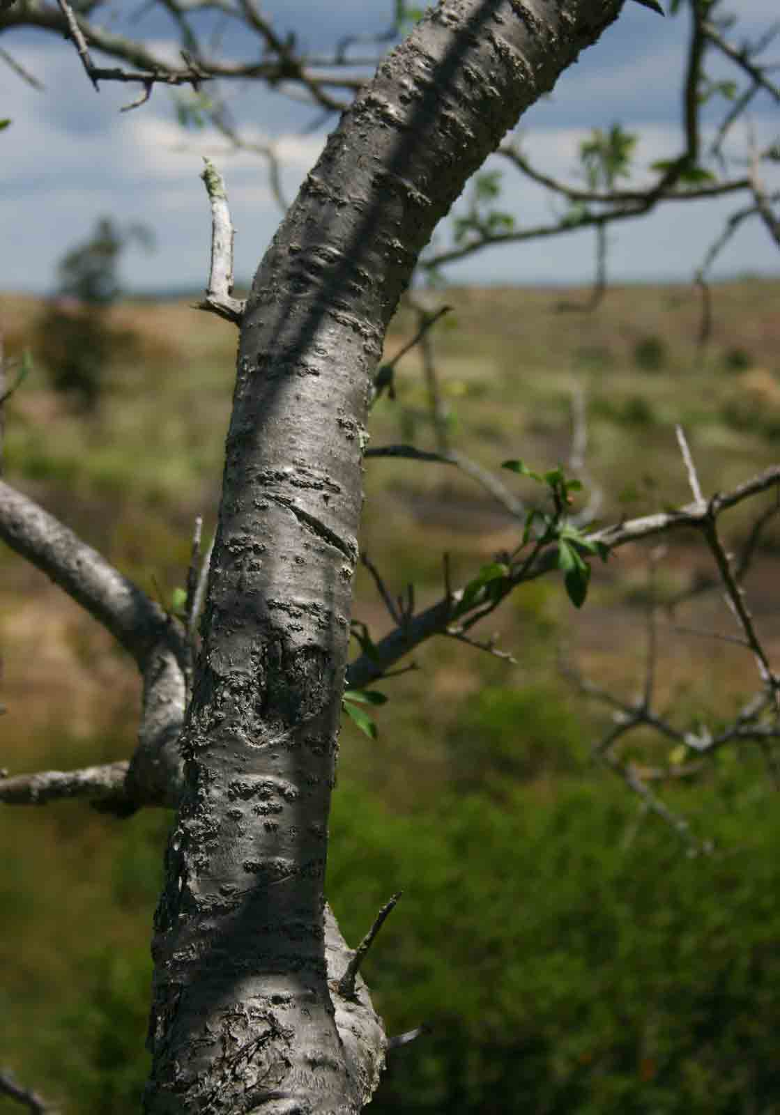 Euphorbia matabelensis