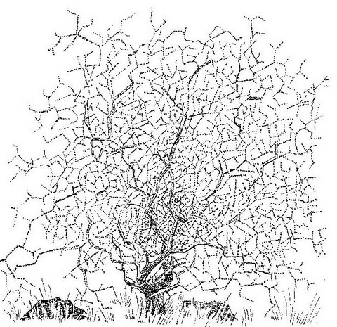 Euphorbia matabelensis