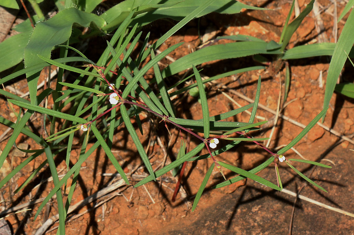 Euphorbia neopolycnemoides