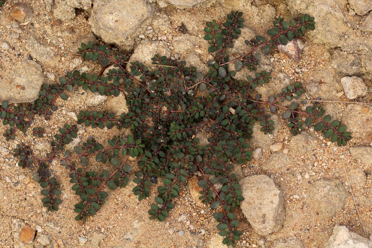 Euphorbia prostrata Euphorbia prostrata