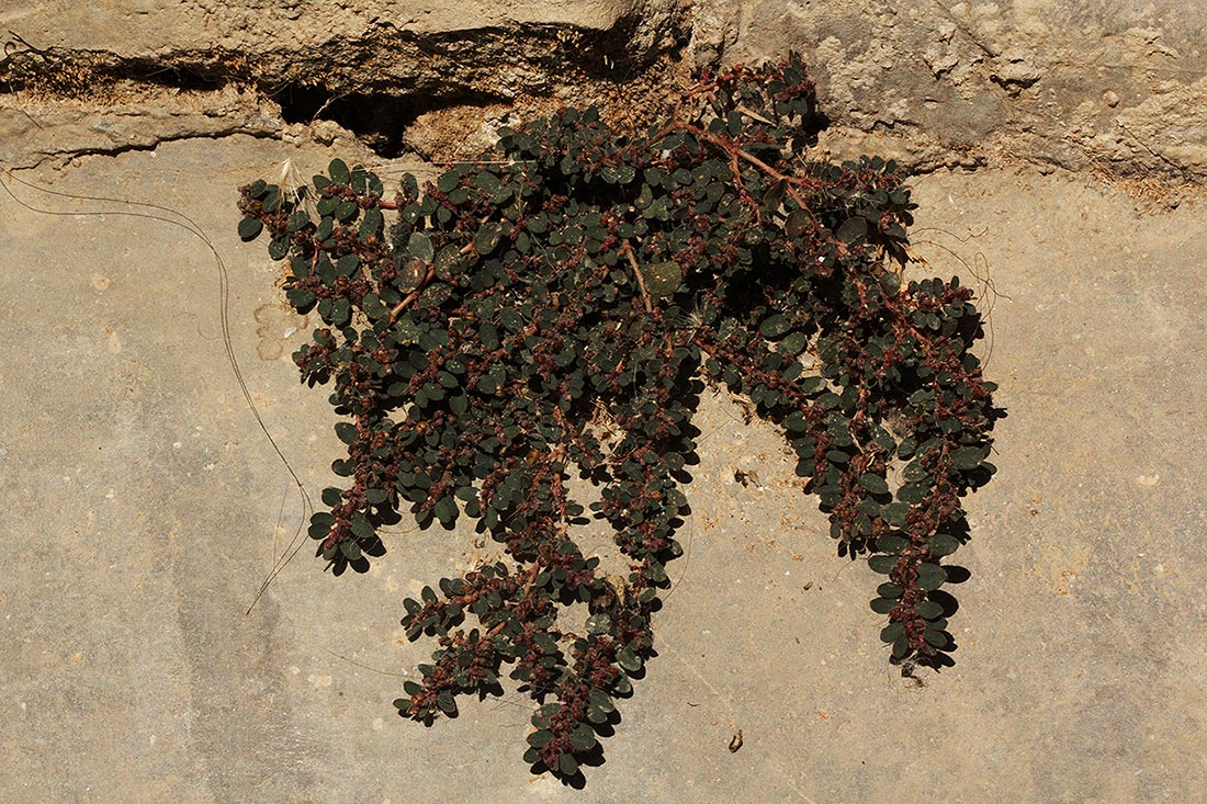 Euphorbia prostrata Euphorbia prostrata