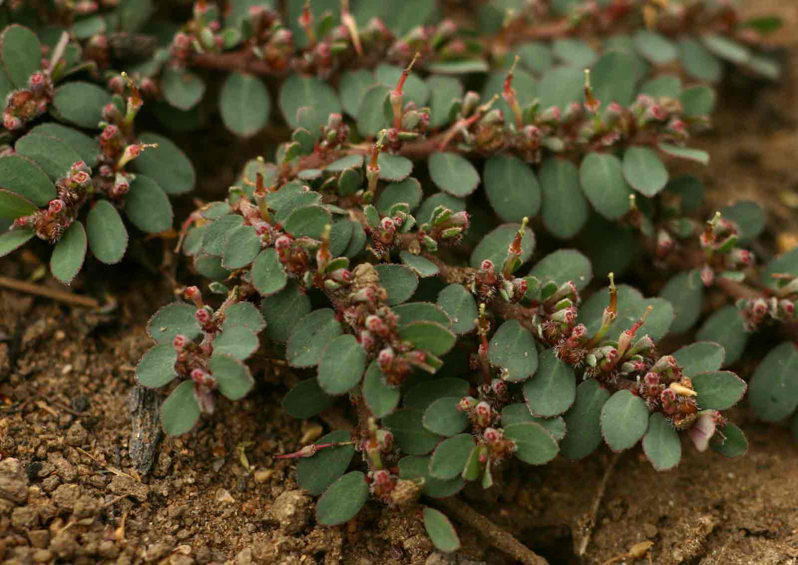 Euphorbia prostrata
