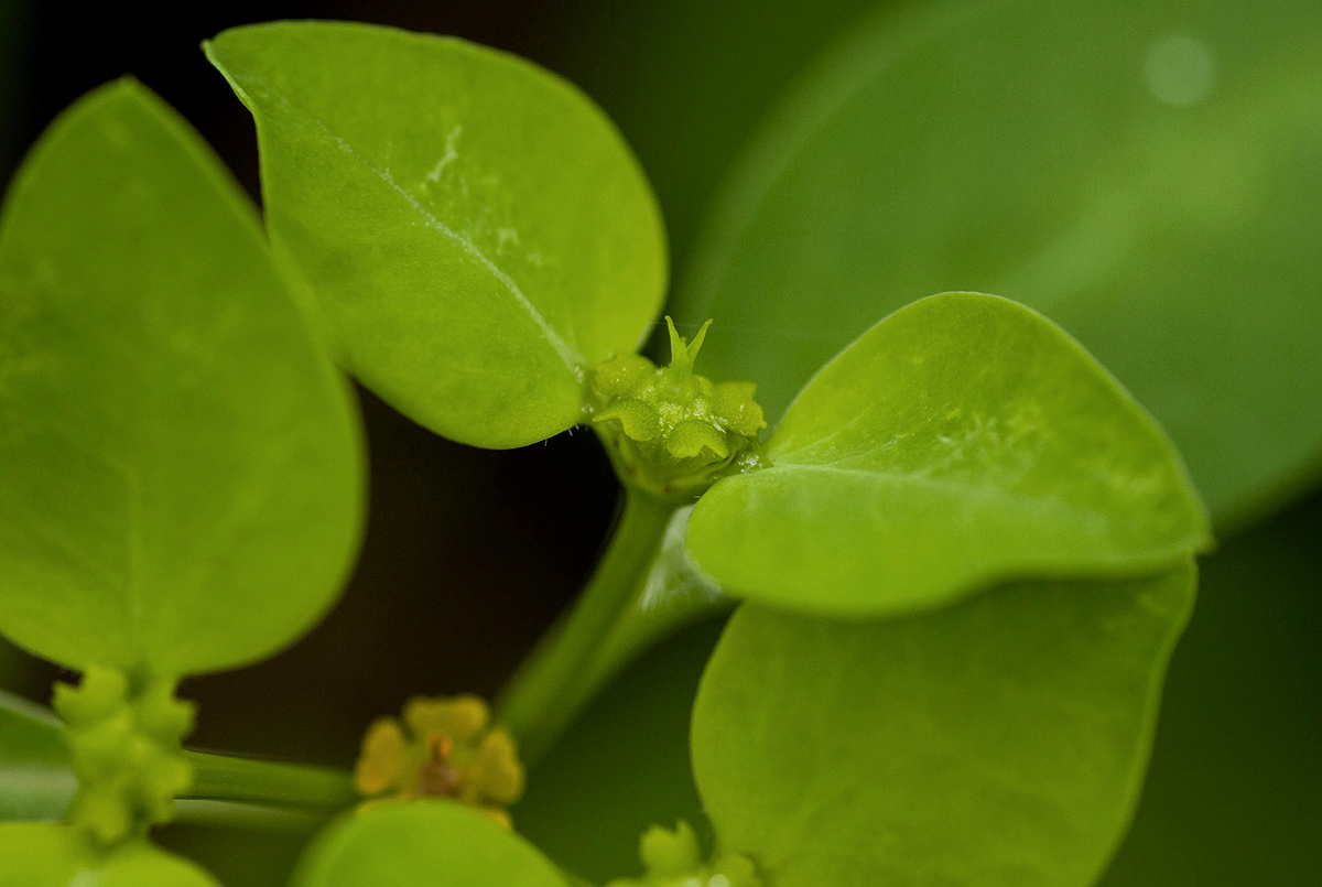 Euphorbia transvaalensis