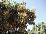 Mangifera indica