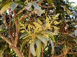 Mangifera indica