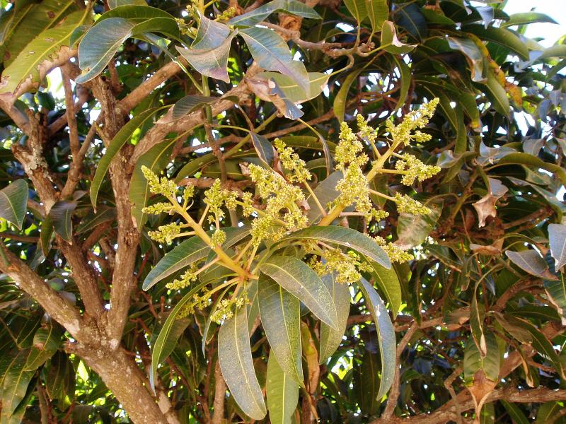 Mangifera indica