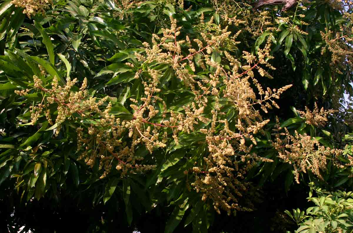 Mangifera indica