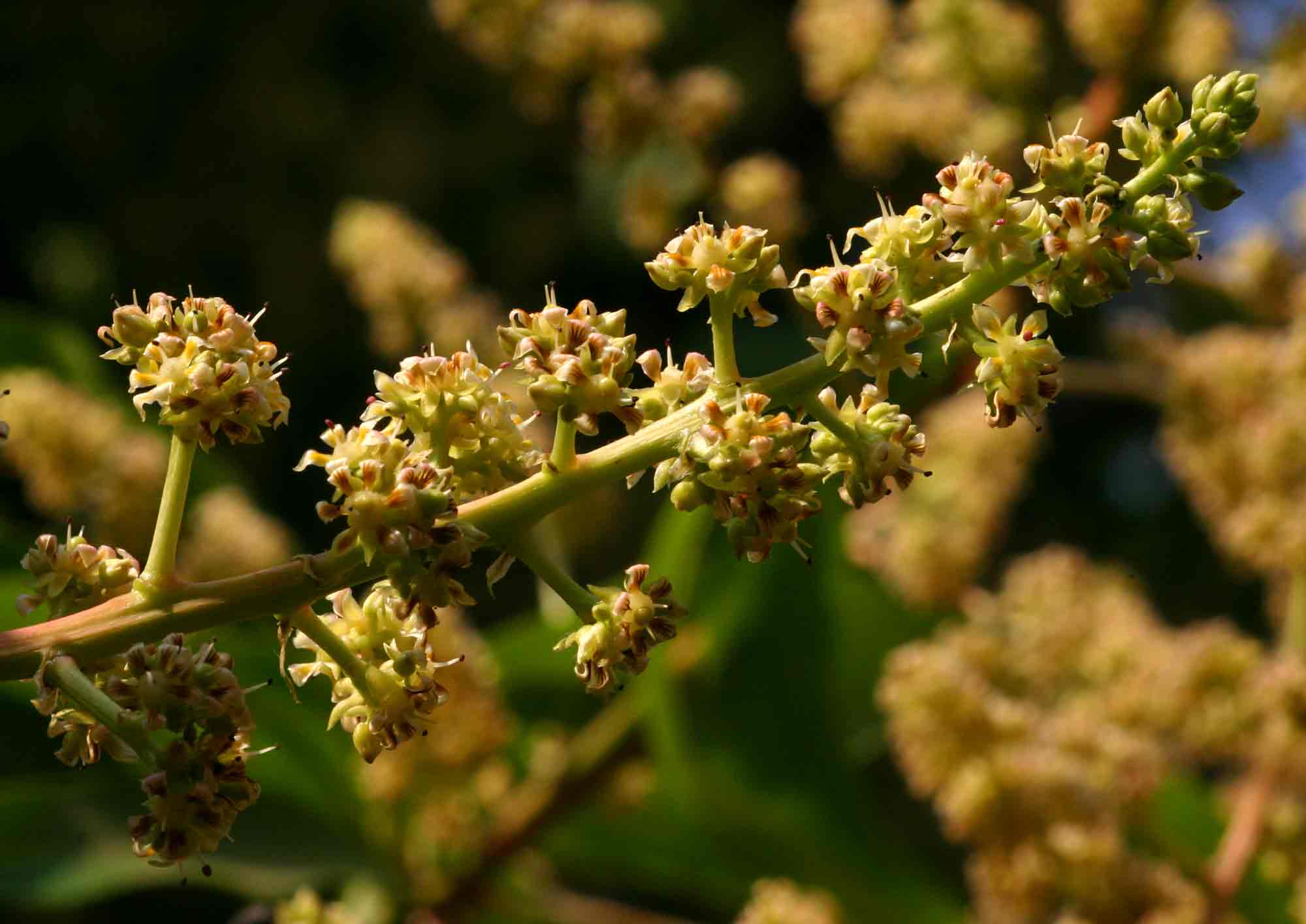 Mangifera indica Mangifera indica