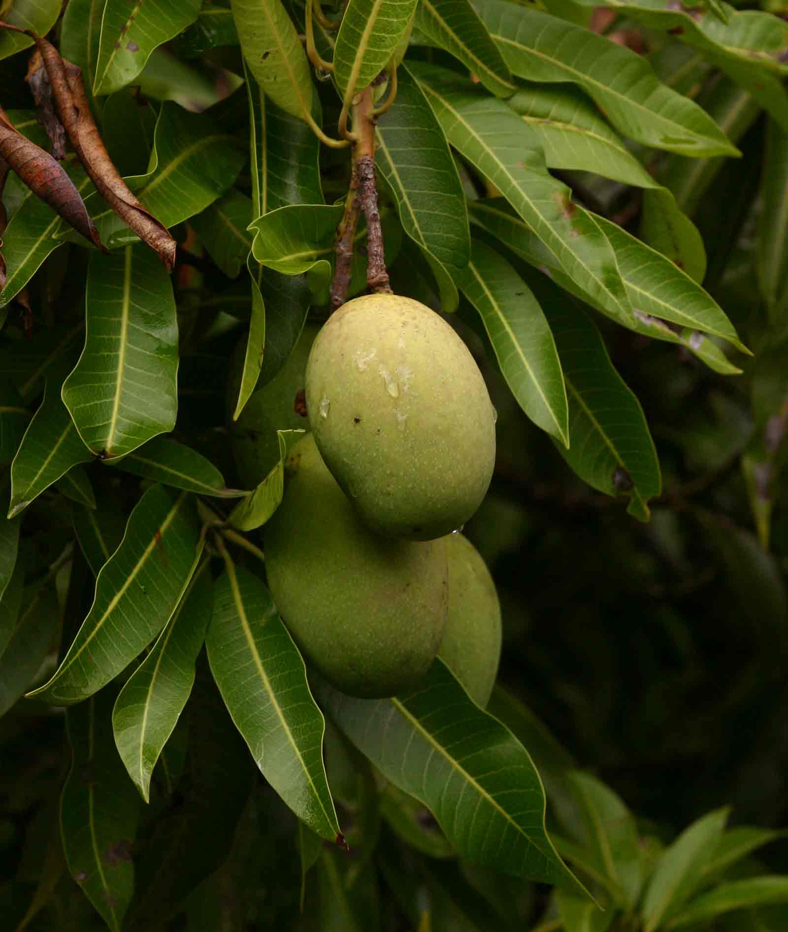 Mangifera indica