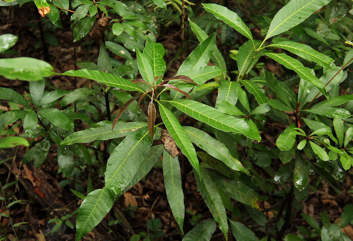 Mangifera indica