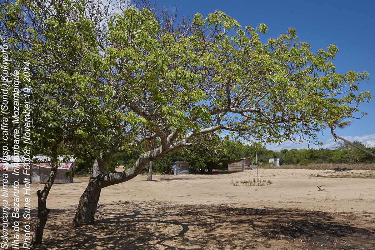 Sclerocarya birrea subsp. afra Sclerocarya birrea subsp. afra