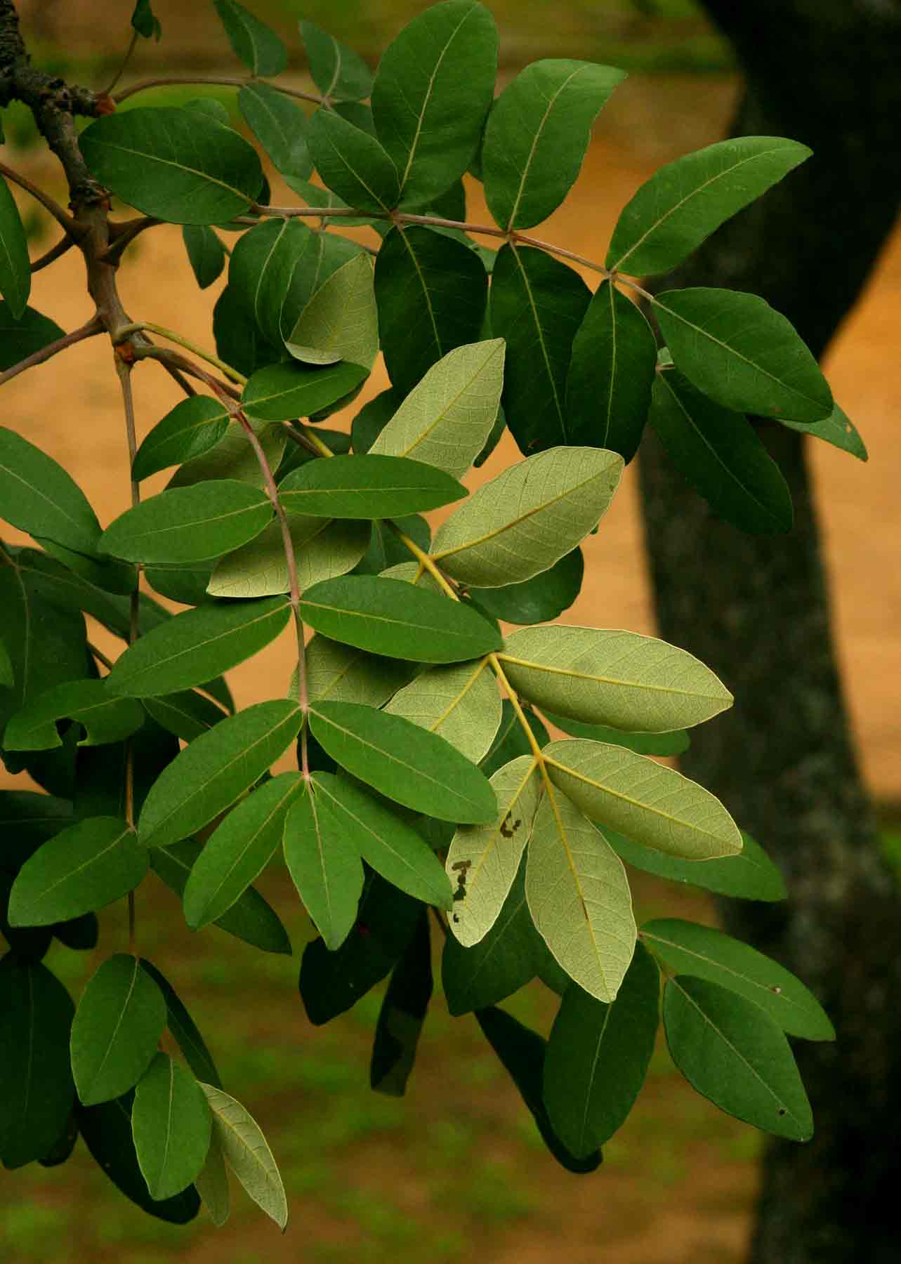 Lannea discolor
